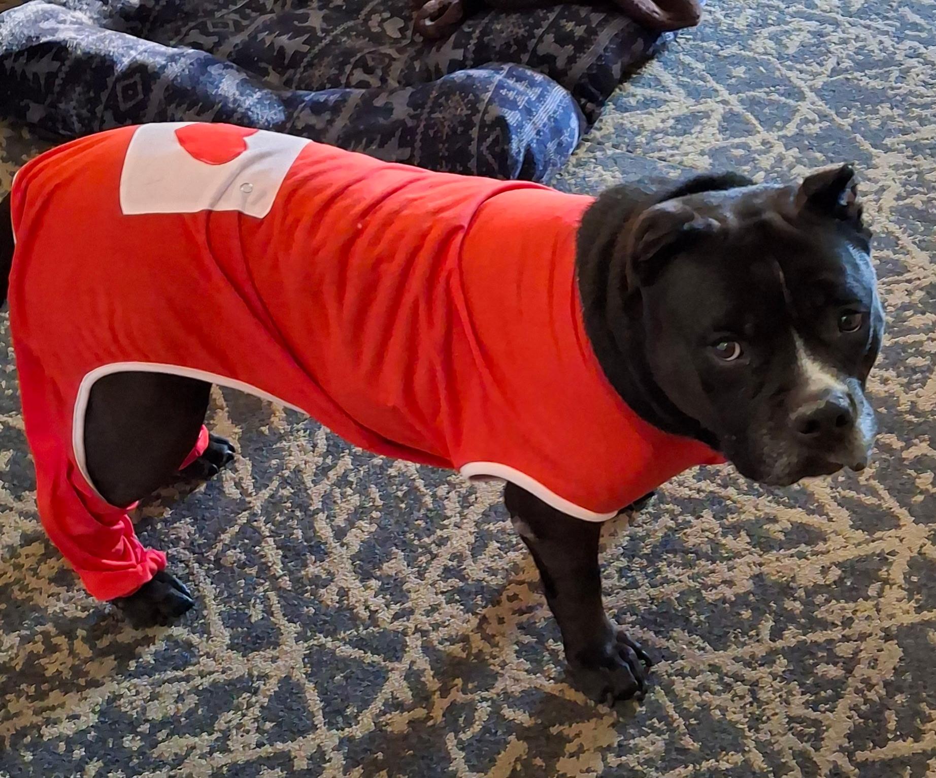 Pepper, Adoptable, Adult Female Mixed Breed.