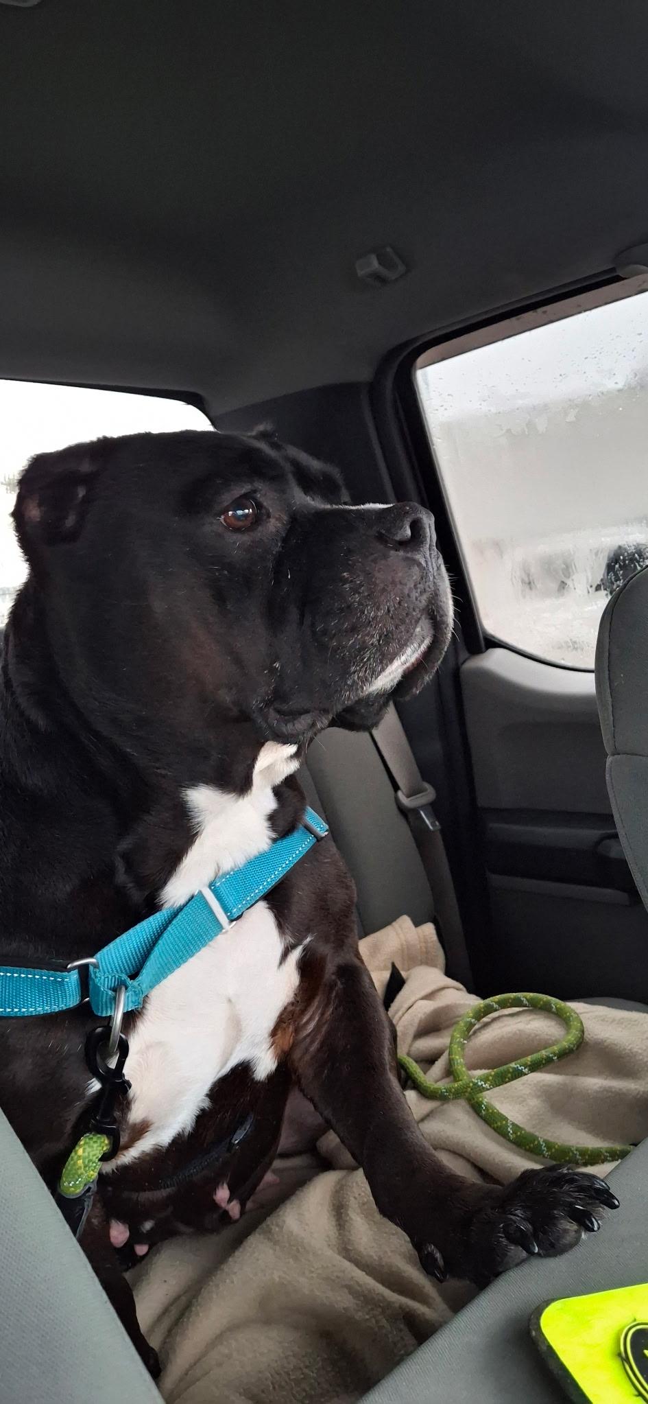 Enlarge Pepper, a Adoptable Mixed Breed in Vassalboro, ME image 2/5