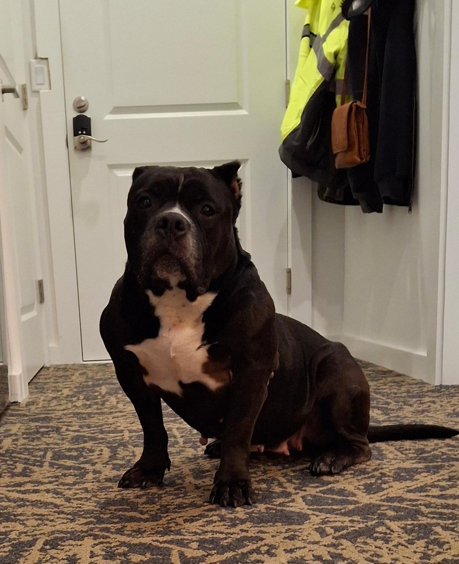 Enlarge Pepper, a Adoptable Mixed Breed in Vassalboro, ME image 4/5