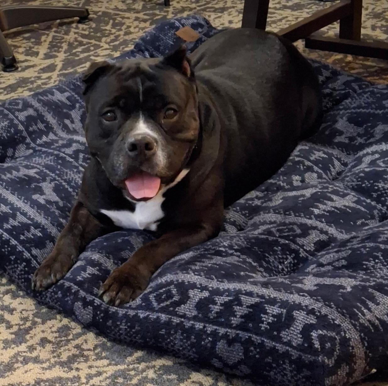 Enlarge Pepper, a Adoptable Mixed Breed in Vassalboro, ME image 5/5