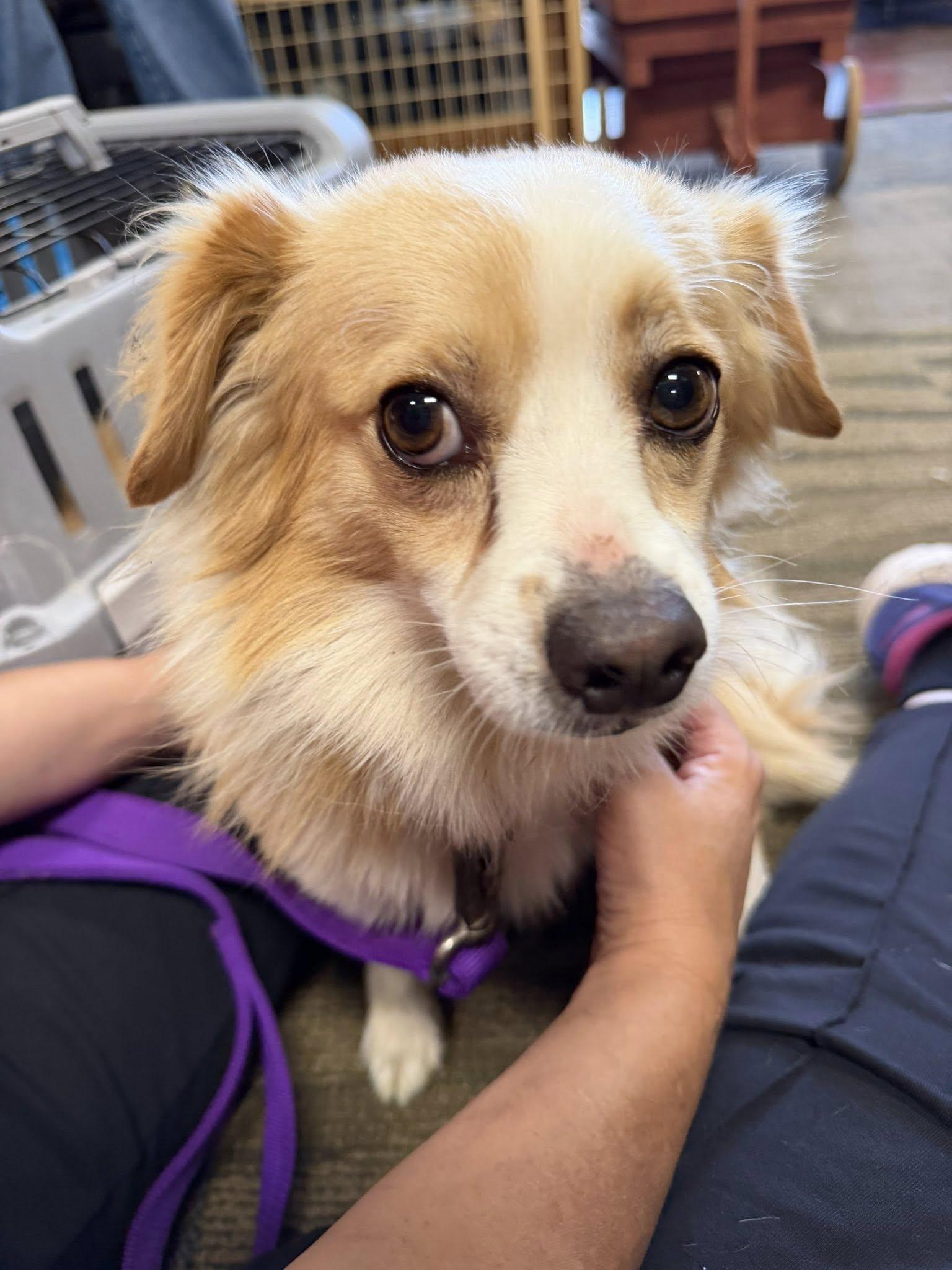 Sammy, Adoptable, Adult Male Papillon.