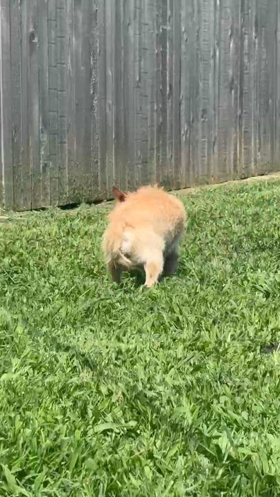 Enlarge Sammy, a Adoptable mixed breed in Broken Arrow, OK video 2/2