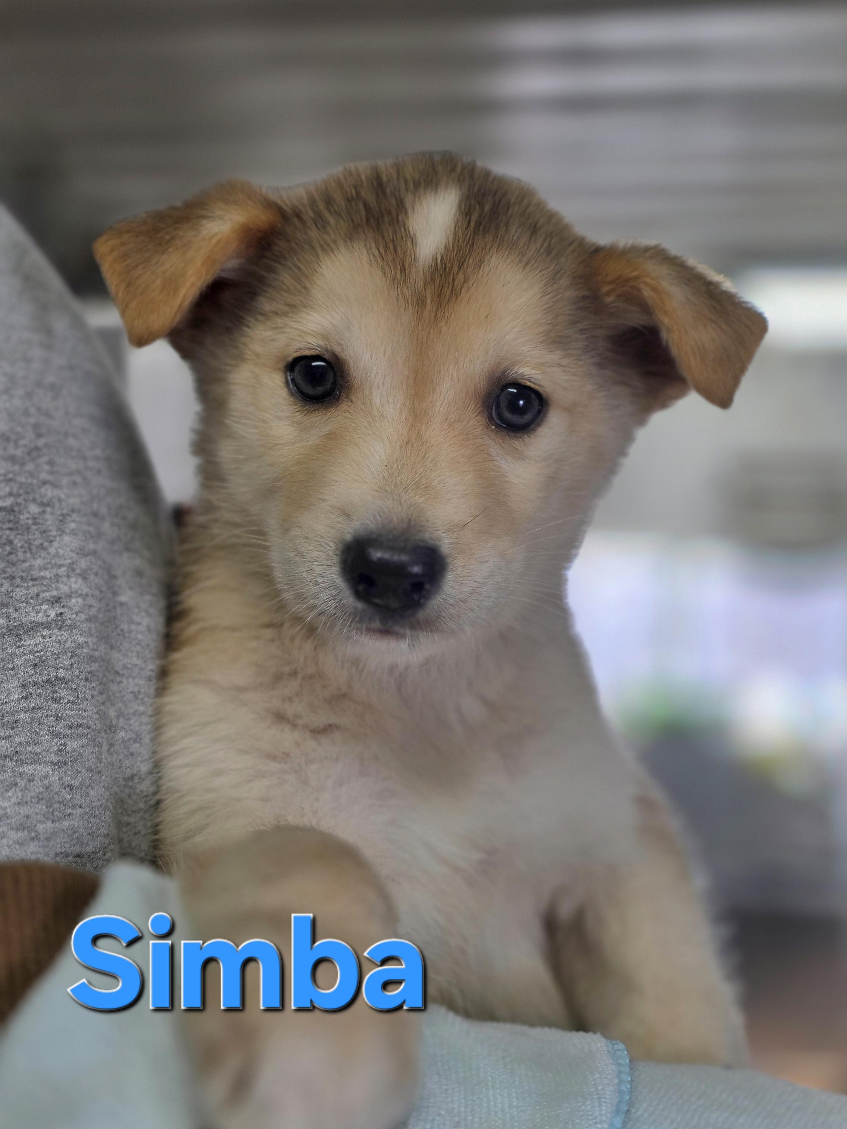 Enlarge Simba, an adopted mixed breed in Walthill, NE image 1/1
