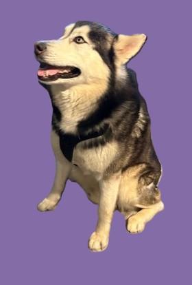 Enlarge Kaito, a ADOPTABLE Alaskan Malamute in Pasco, WA image 2/6