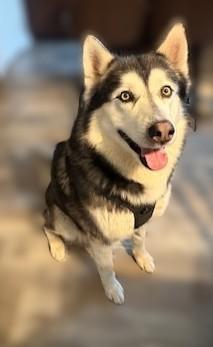 Enlarge Kaito, a ADOPTABLE Alaskan Malamute in Pasco, WA image 5/6