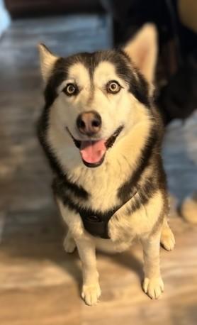 Enlarge Kaito, a ADOPTABLE Alaskan Malamute in Pasco, WA image 6/6