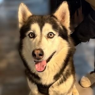 Enlarge Kaito, a ADOPTABLE Alaskan Malamute in Pasco, WA image 1/6