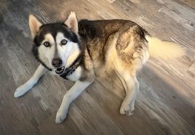 Enlarge Kaito, a ADOPTABLE Alaskan Malamute in Pasco, WA image 3/6