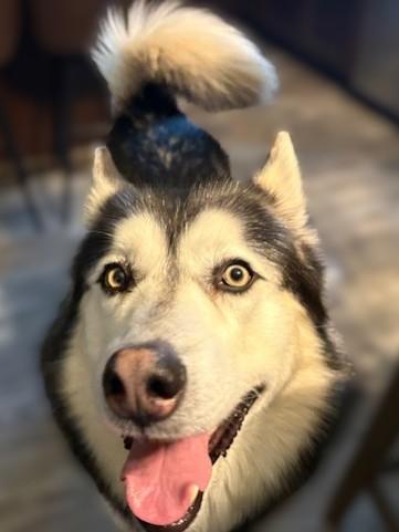 Enlarge Kaito, a ADOPTABLE Alaskan Malamute in Pasco, WA image 4/6