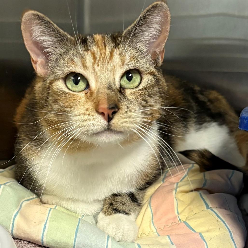Enlarge Paris, a Adoptable Domestic Short Hair in East Hanover, NJ image 1/6