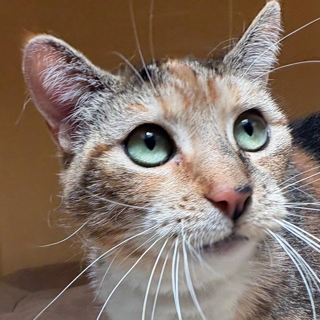 Enlarge Paris, a Adoptable Domestic Short Hair in East Hanover, NJ image 2/6
