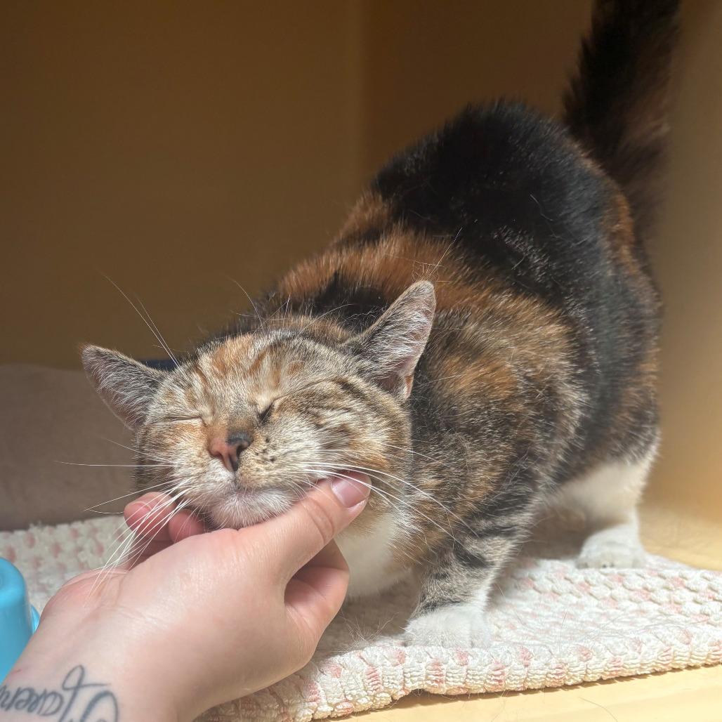 Enlarge Paris, a Adoptable Domestic Short Hair in East Hanover, NJ image 3/6
