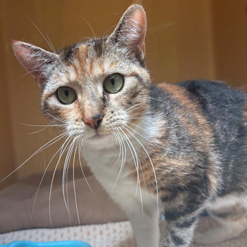 Enlarge Paris, a Adoptable Domestic Short Hair in East Hanover, NJ image 4/6