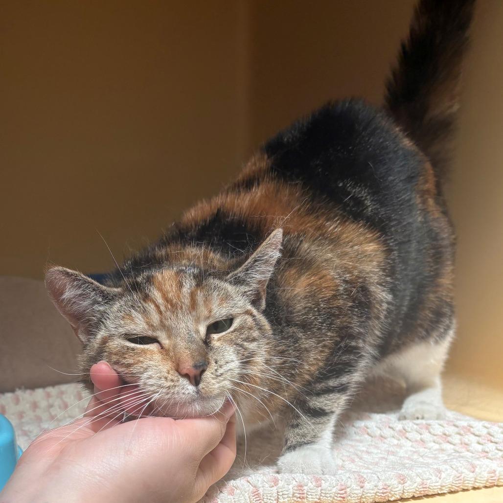 Enlarge Paris, a Adoptable Domestic Short Hair in East Hanover, NJ image 5/6