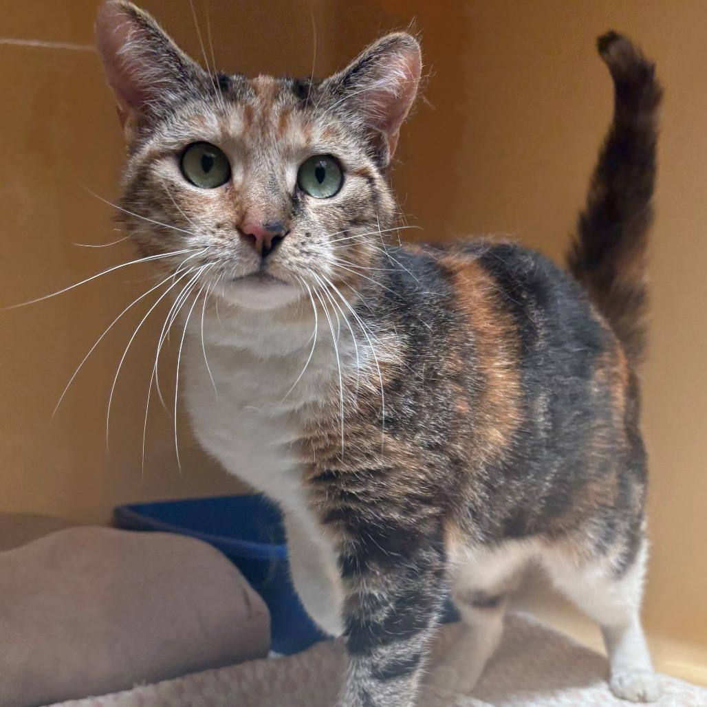 Enlarge Paris, a Adoptable Domestic Short Hair in East Hanover, NJ image 6/6