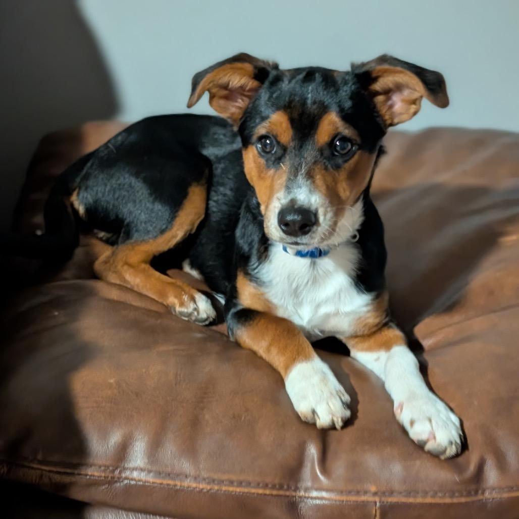 Odie C-34409, Adoptable, Puppy Male Chihuahua & Australian Shepherd.