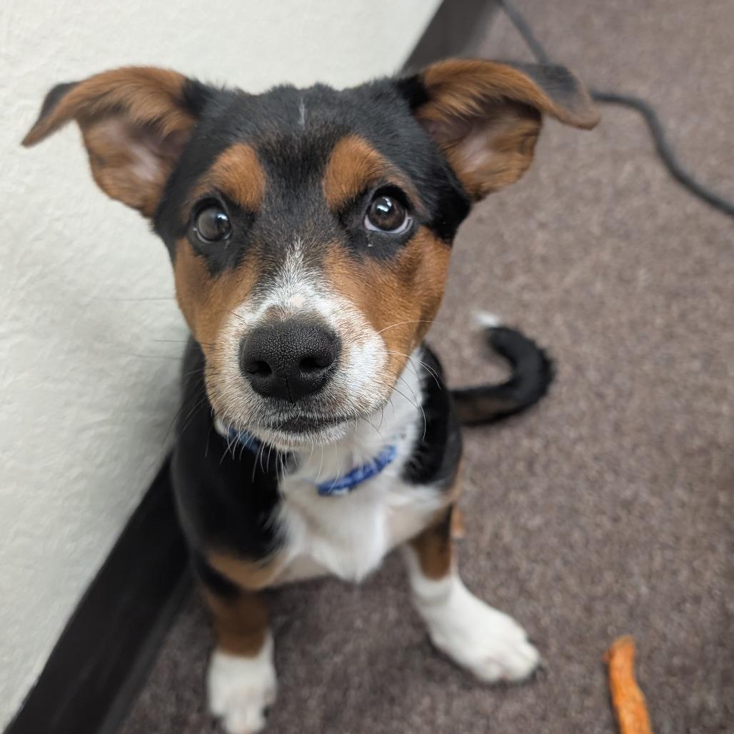Odie C-34409, a Adoptable mixed breed in Oklahoma City, OK image 1/5
