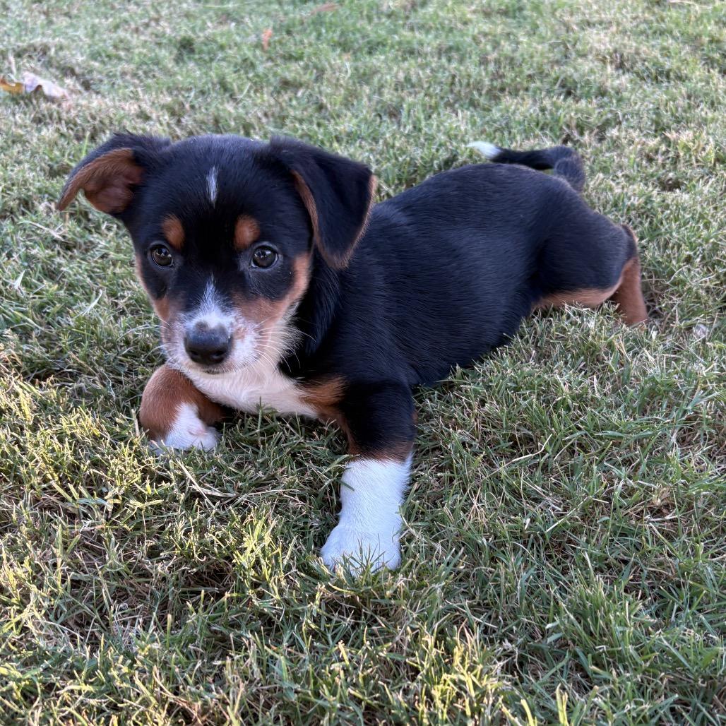 Odie C-34409, a Adoptable mixed breed in Oklahoma City, OK image 3/5