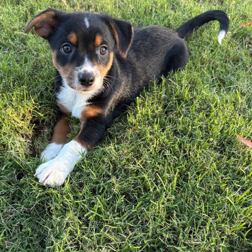 Odie C-34409, a Adoptable mixed breed in Oklahoma City, OK image 4/5
