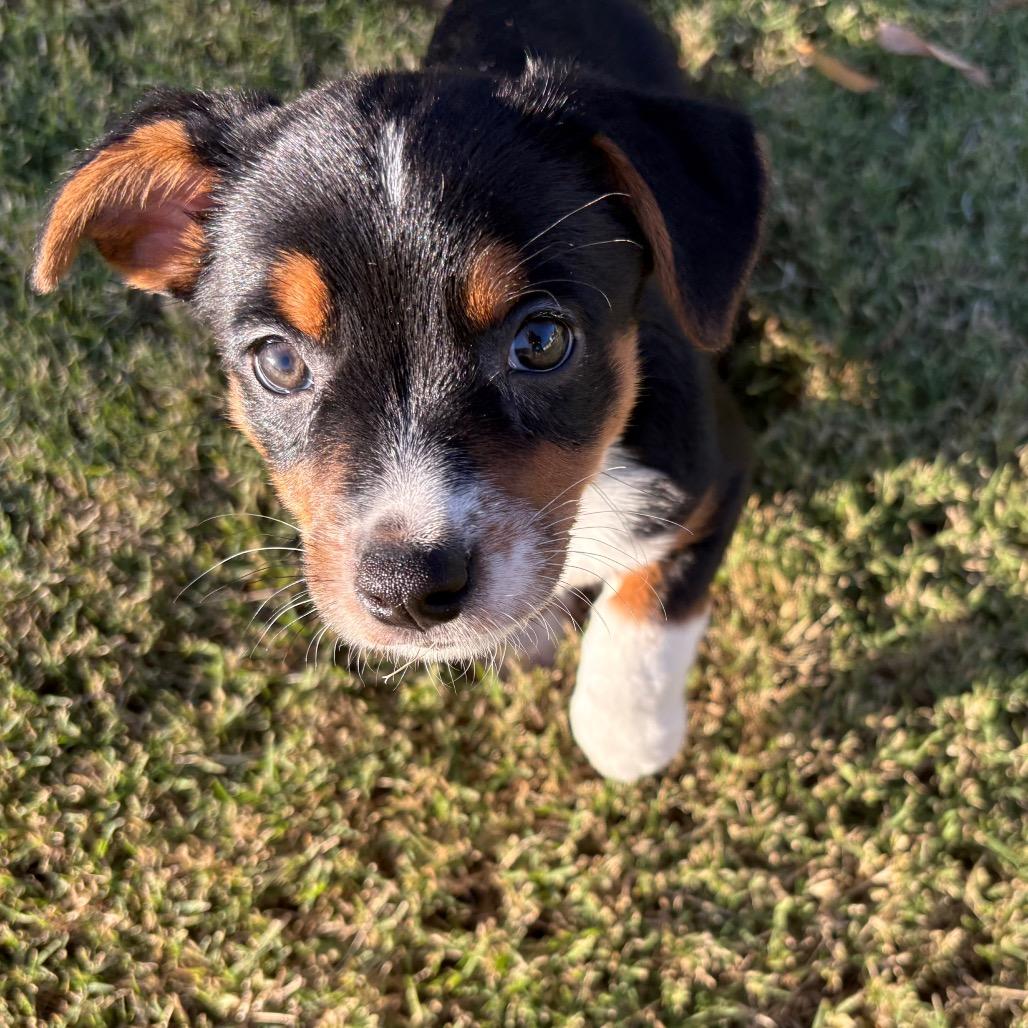 Odie C-34409, a Adoptable mixed breed in Oklahoma City, OK image 5/5