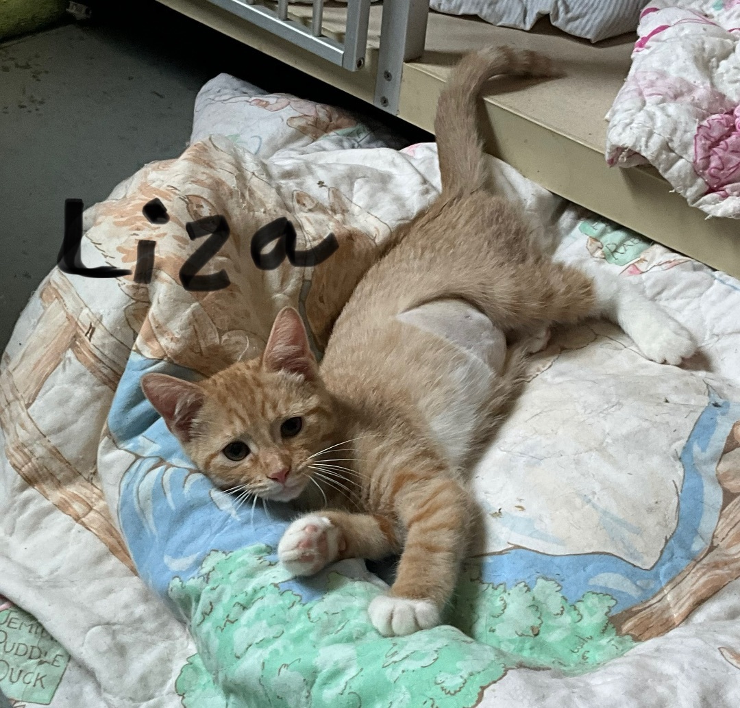 Liza, Adopted, Kitten Female Domestic Short Hair & Tabby.