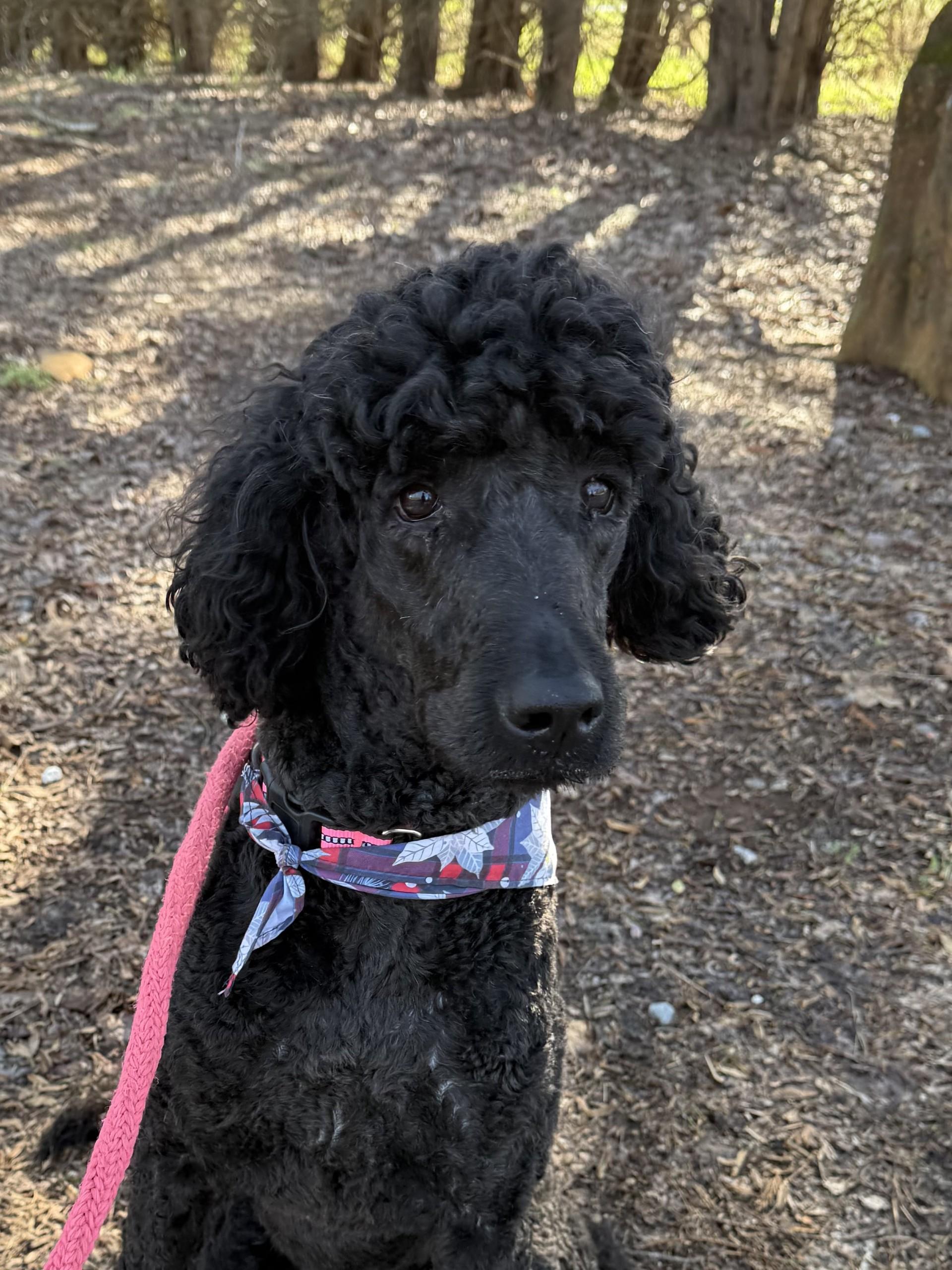 Lola, a ADOPTABLE Labradoodle in Salisbury, NC image 3/4