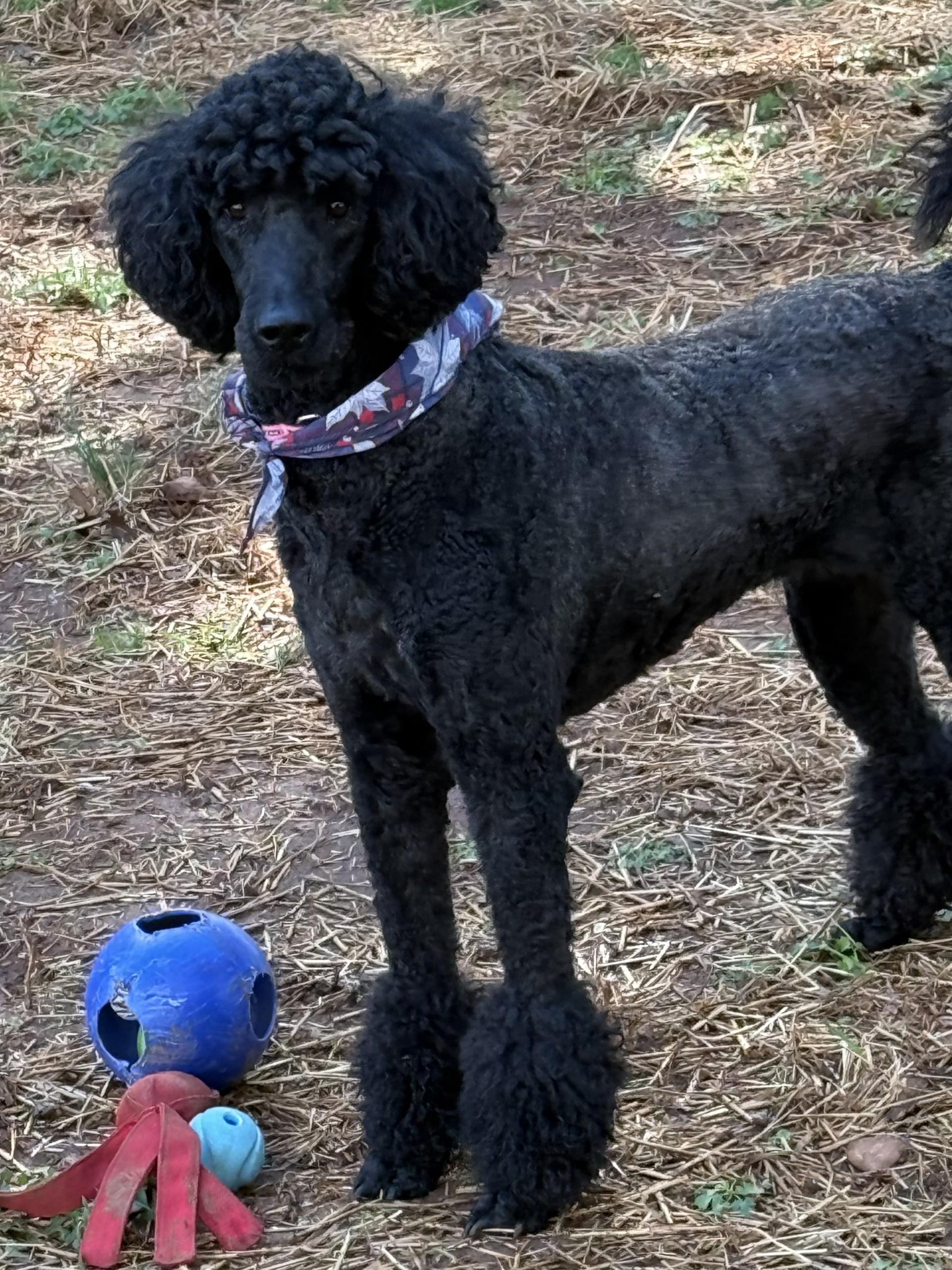 Lola, a ADOPTABLE Labradoodle in Salisbury, NC image 4/4