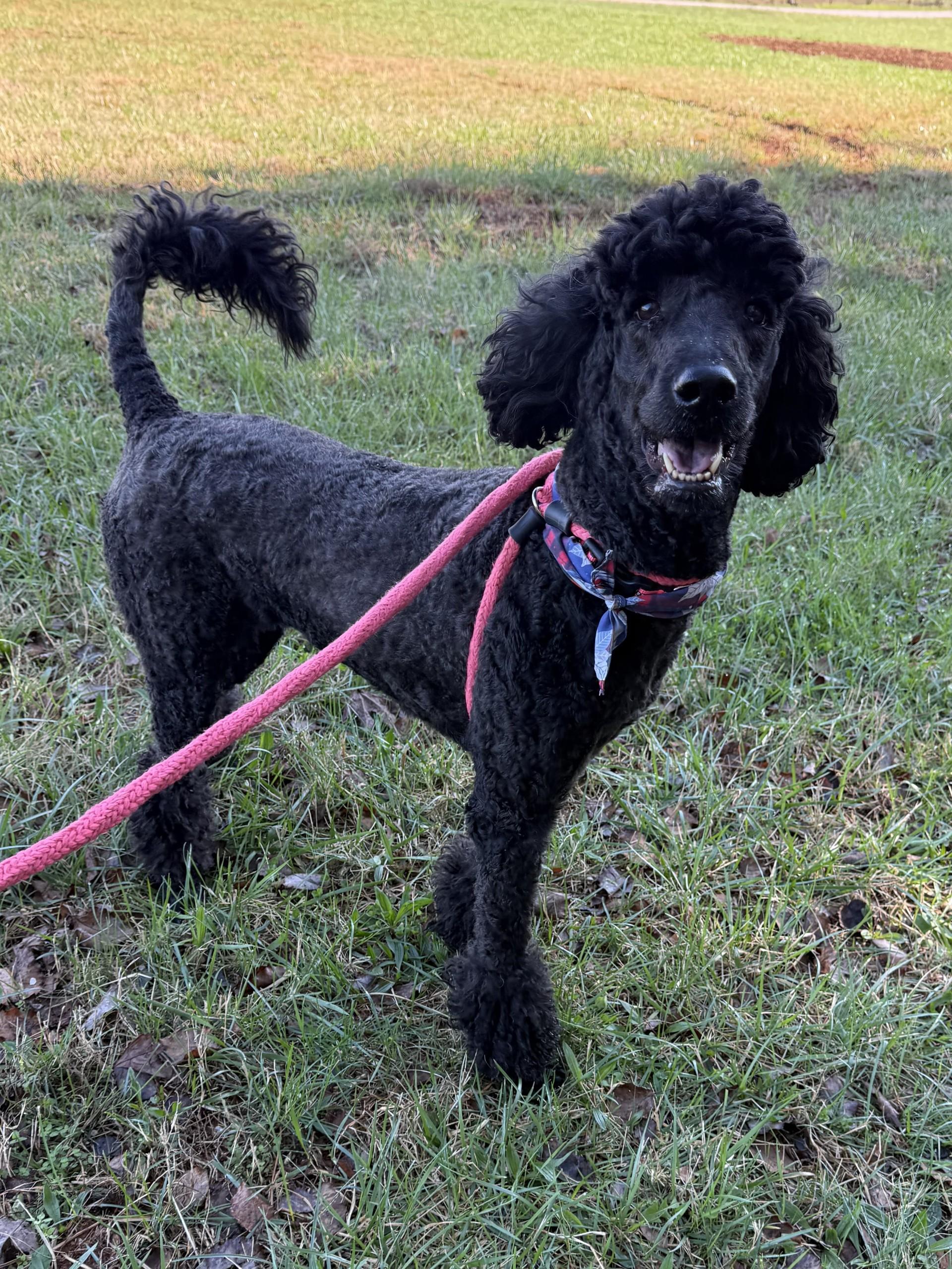 Lola, a ADOPTABLE Labradoodle in Salisbury, NC image 1/4