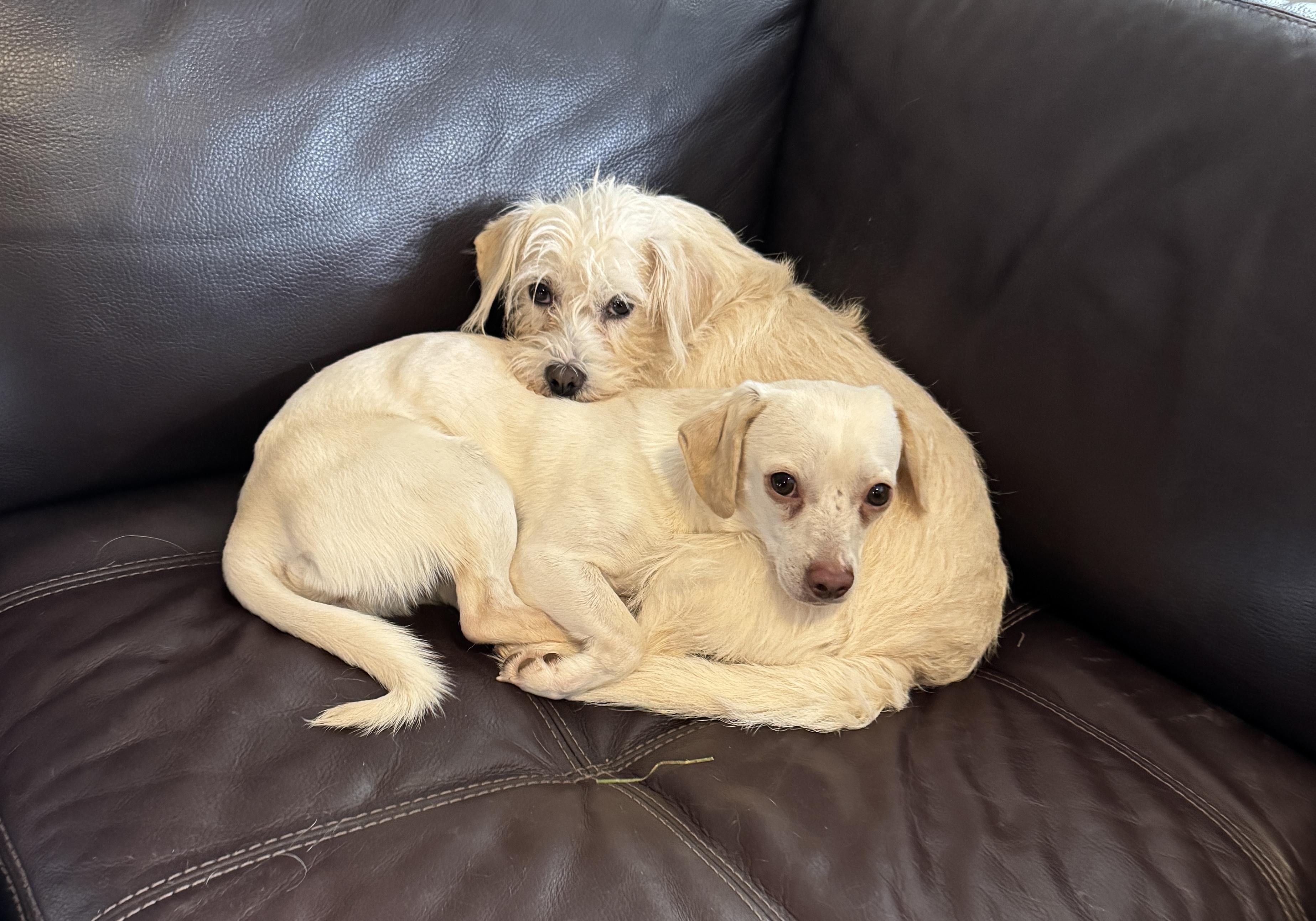 Piper, a Adoptable mixed breed in Atlanta, GA image 3/6