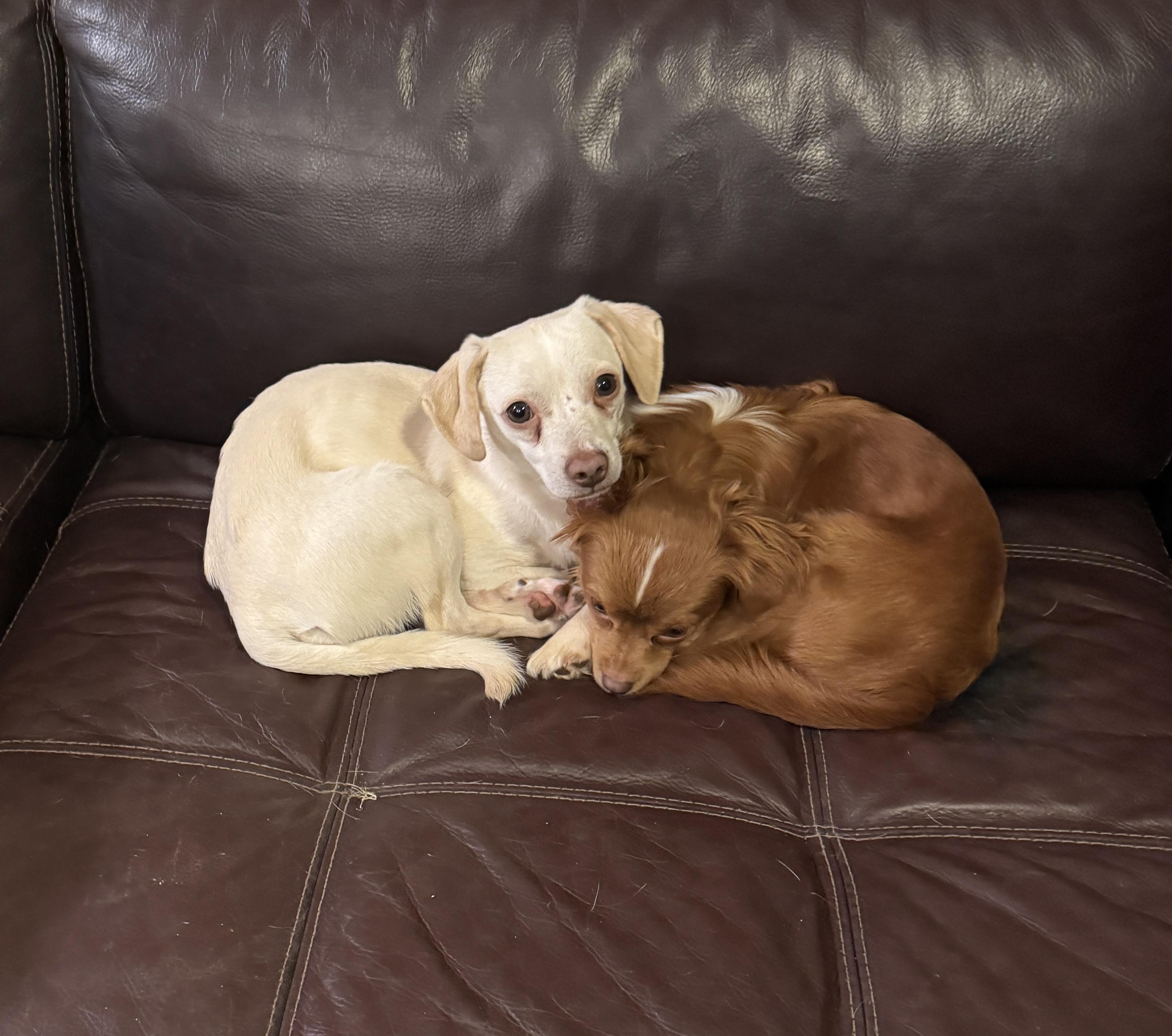 Piper, a Adoptable mixed breed in Atlanta, GA image 5/6