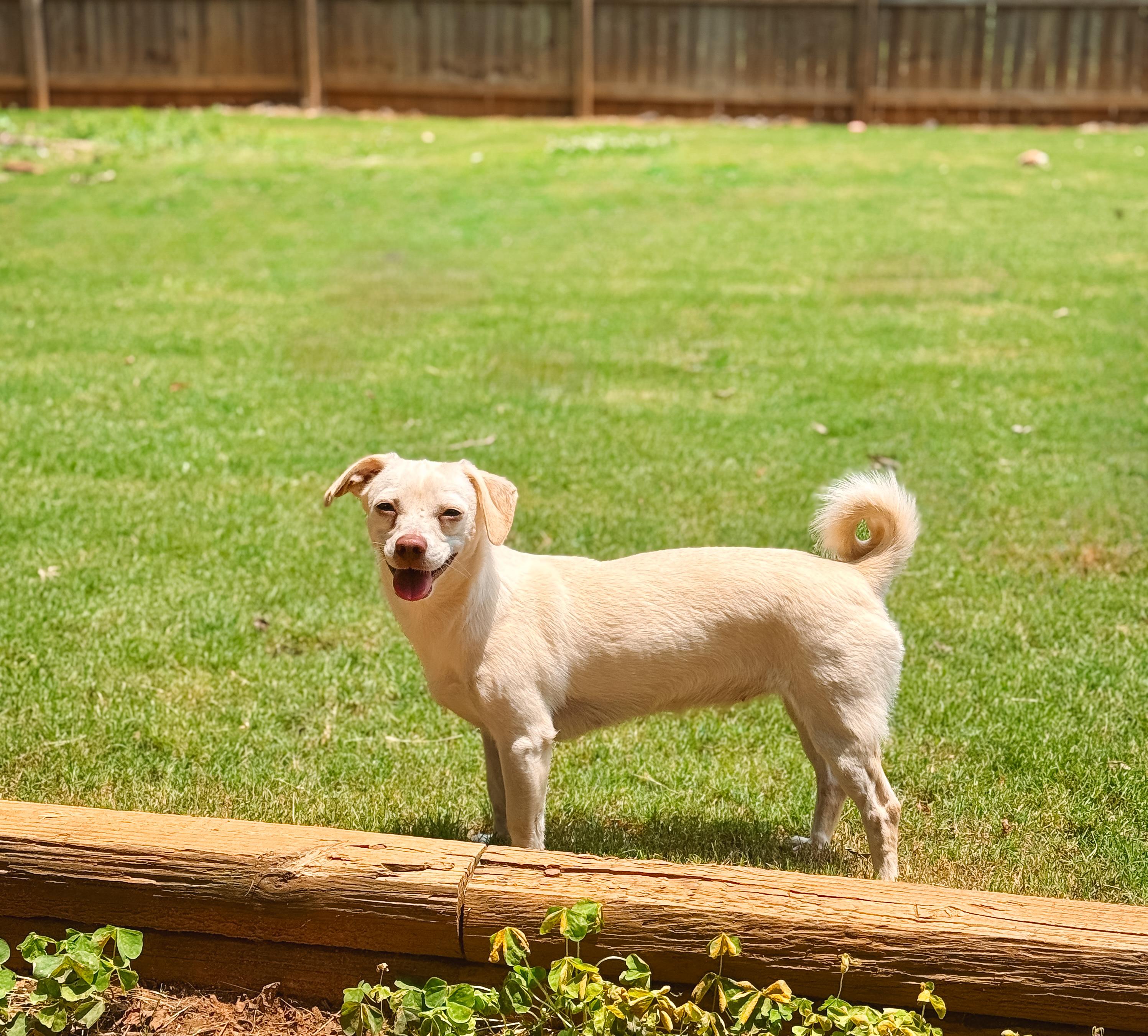 Piper, a Adoptable mixed breed in Atlanta, GA image 2/6