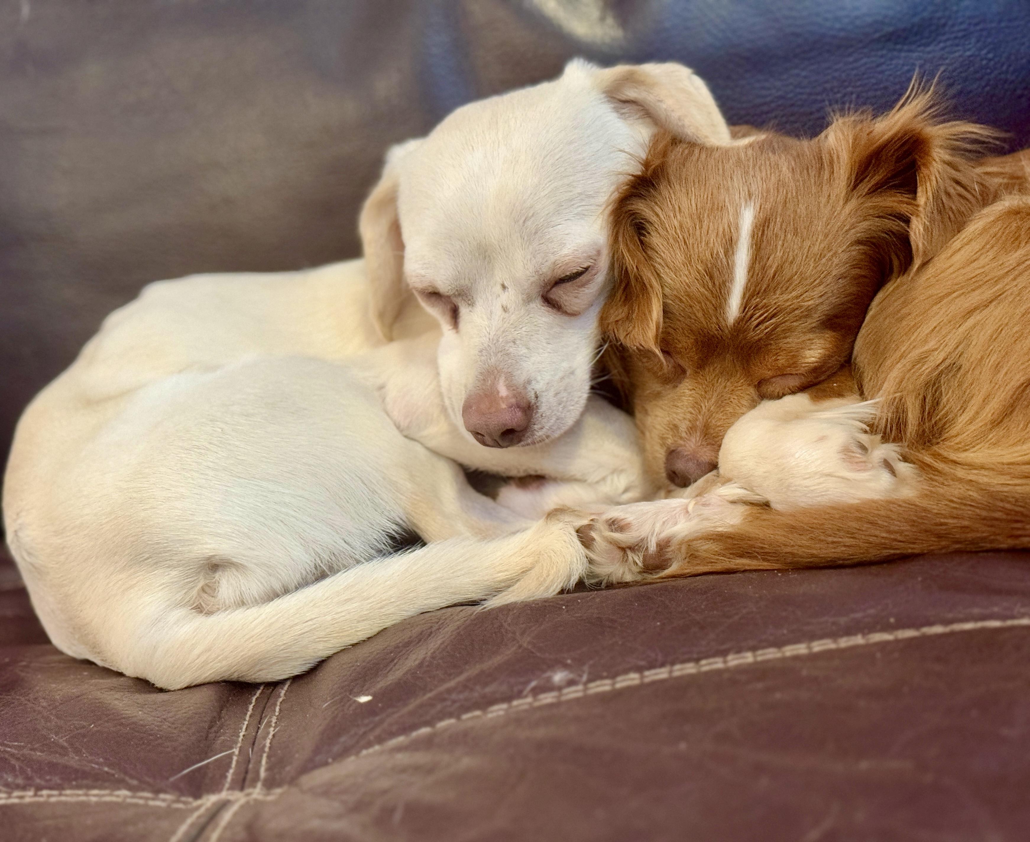 Piper, a Adoptable mixed breed in Atlanta, GA image 6/6