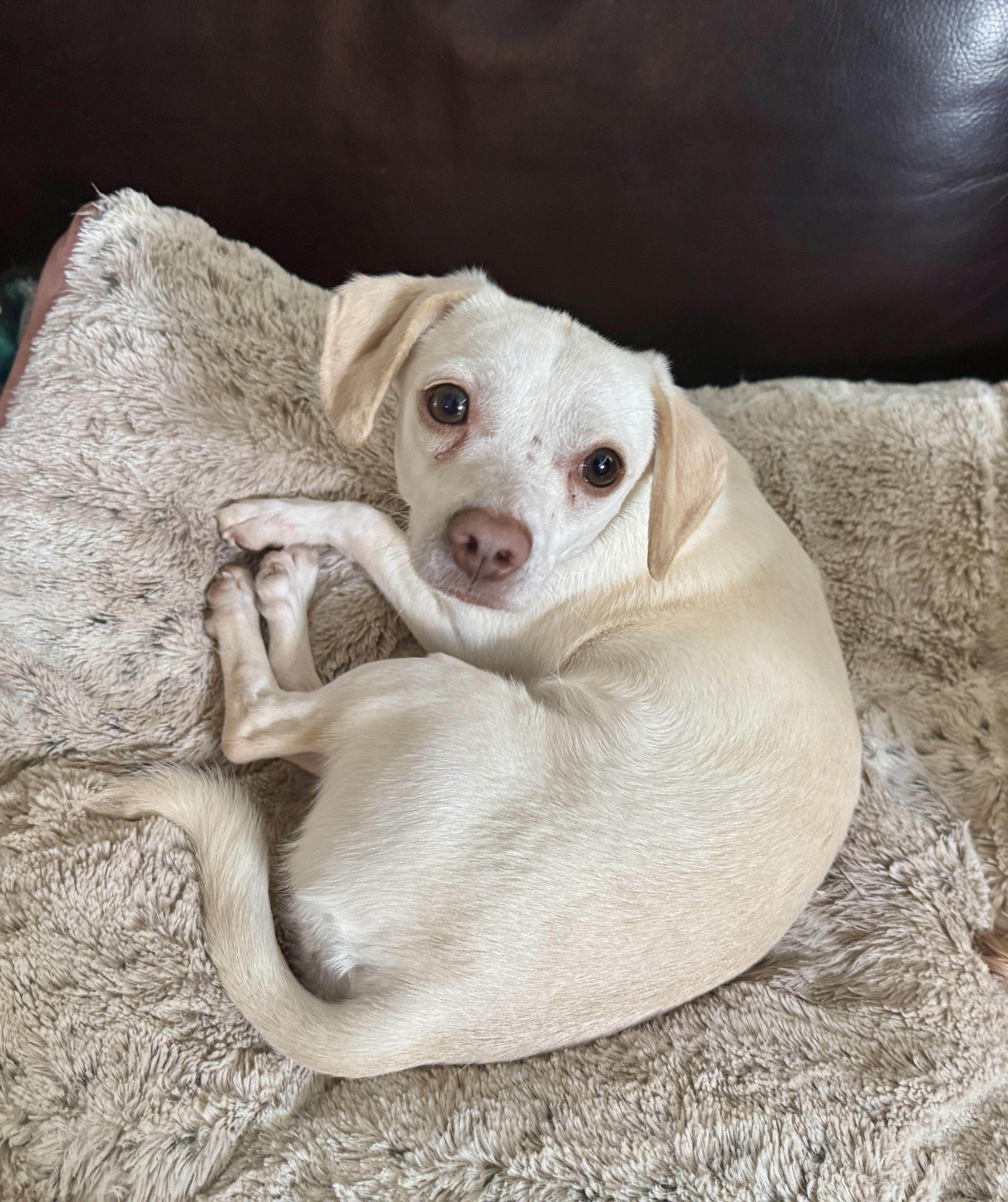 Piper, Adoptable, Young Female Chihuahua.