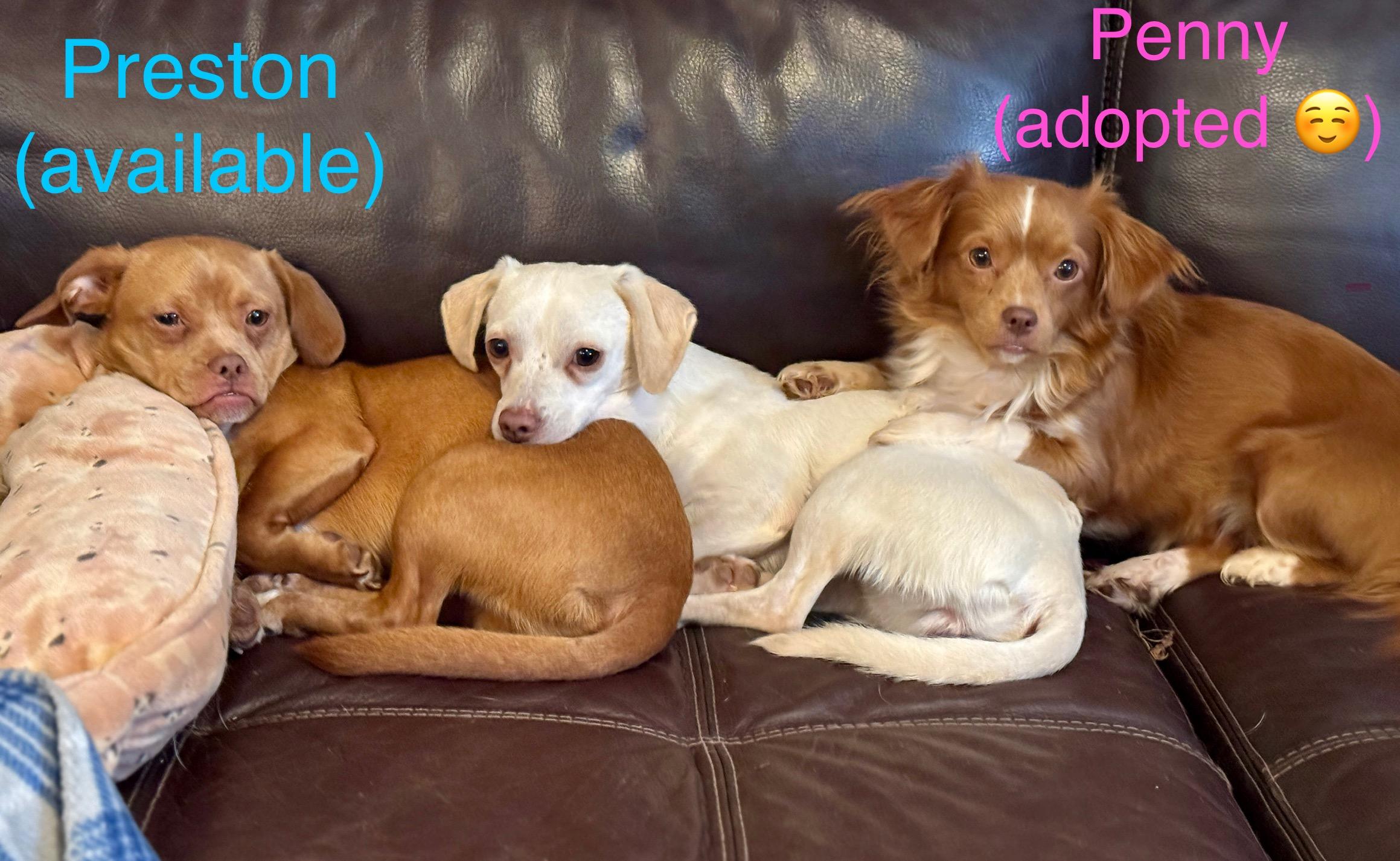 Piper, a Adoptable mixed breed in Atlanta, GA image 4/6