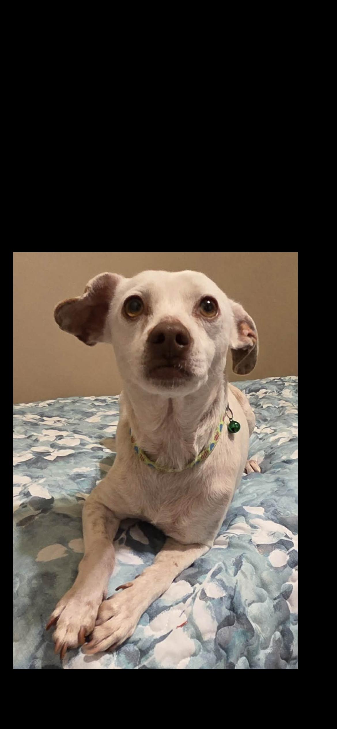 Enlarge Sam, a Adoptable mixed breed in Hamden, CT image 4/6