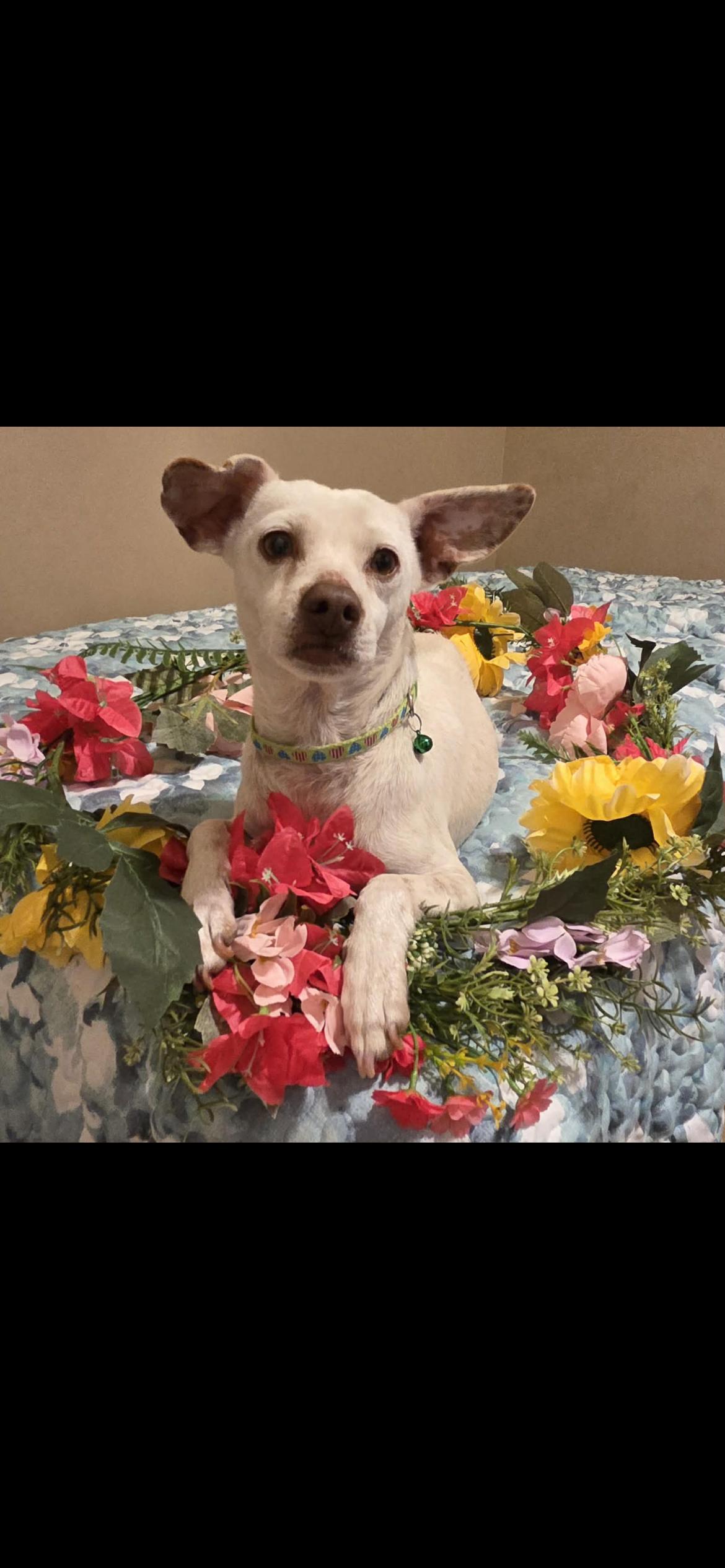 Enlarge Sam, a Adoptable mixed breed in Hamden, CT image 3/6