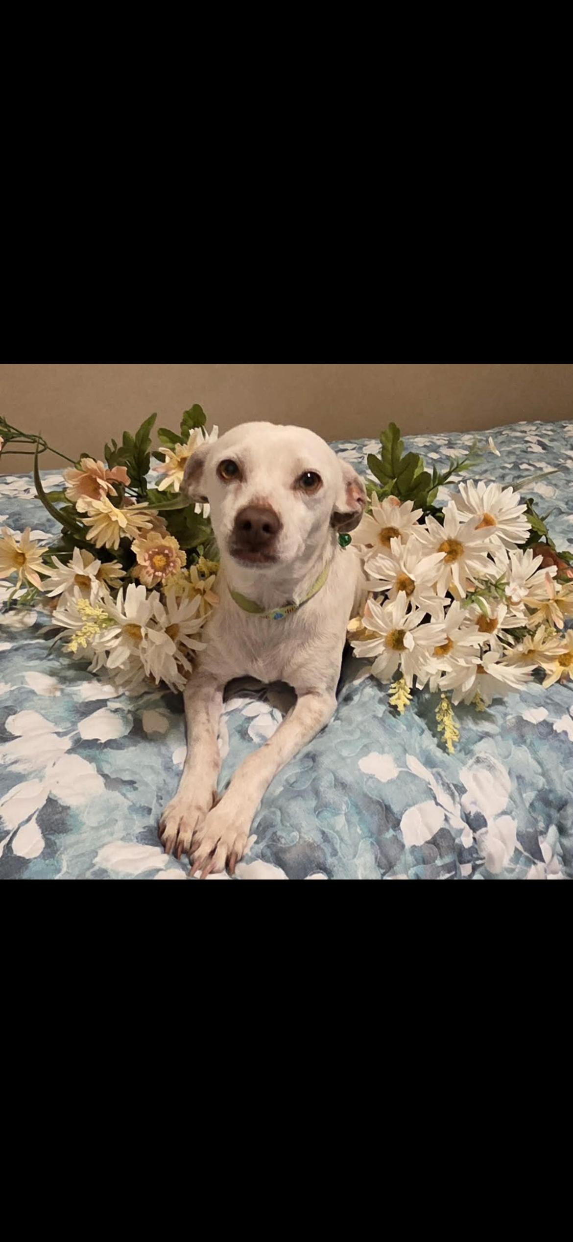 Enlarge Sam, a Adoptable mixed breed in Hamden, CT image 6/6