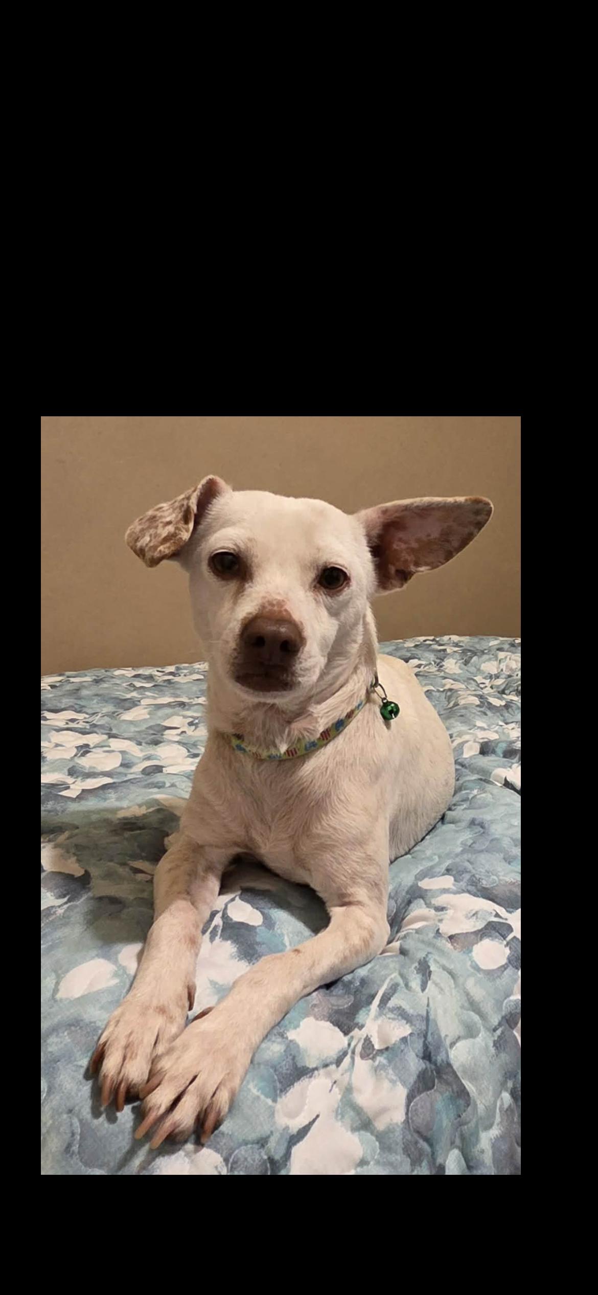 Sam, Adoptable, Young Female Chihuahua & Beagle.