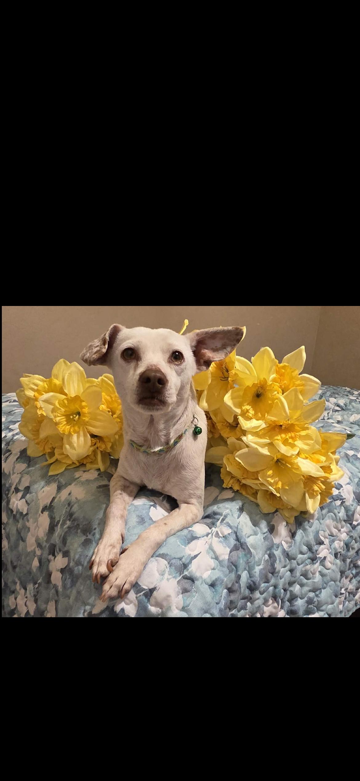 Enlarge Sam, a Adoptable mixed breed in Hamden, CT image 5/6