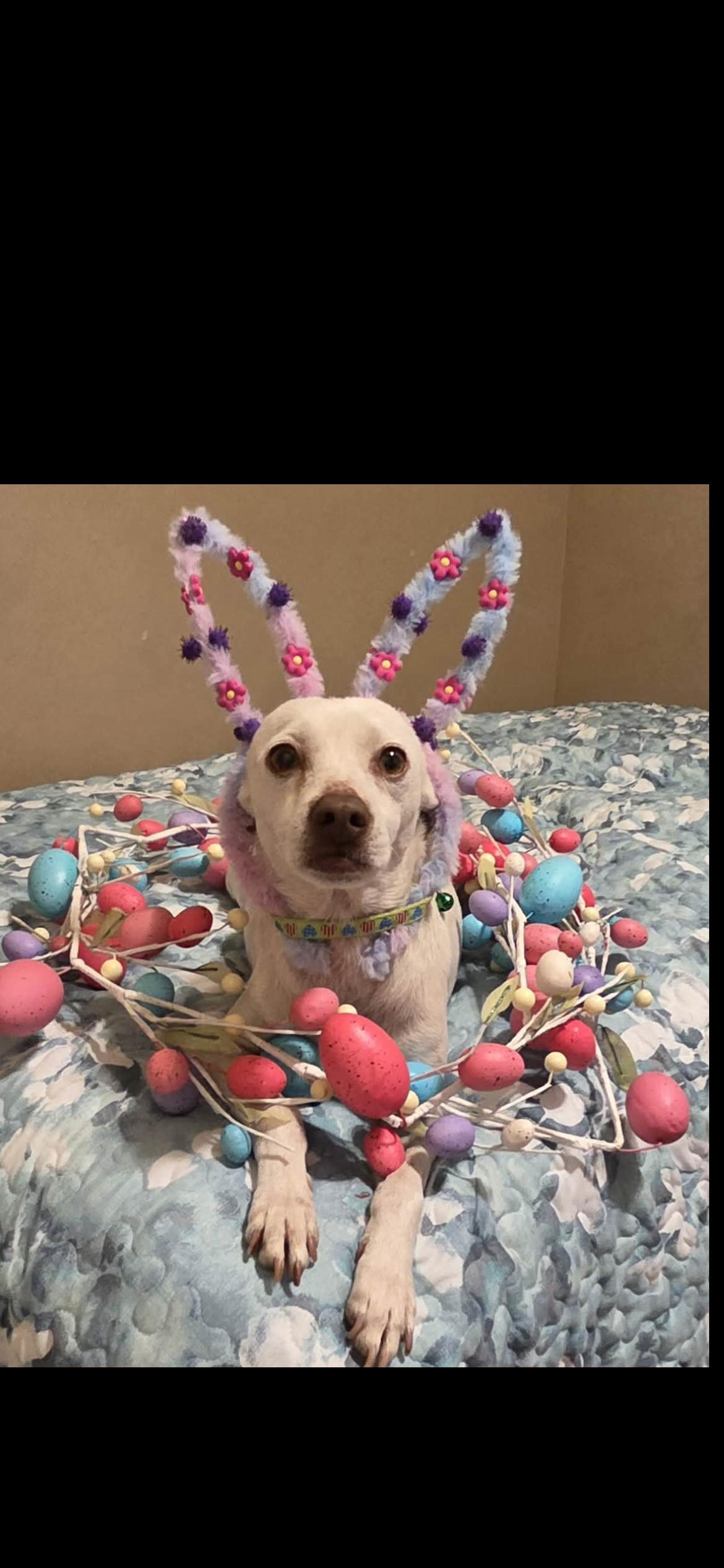 Enlarge Sam, a Adoptable mixed breed in Hamden, CT image 2/6