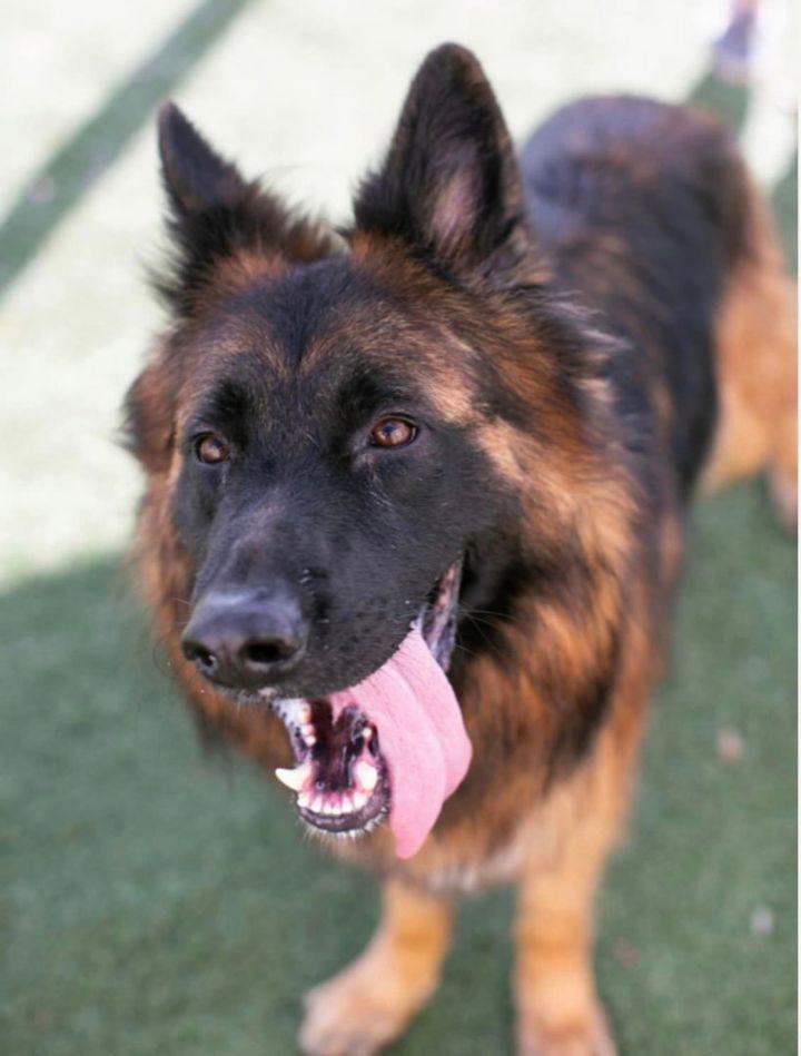 Enlarge Micah, a Adoptable mixed breed in Cypress, TX image 2/13