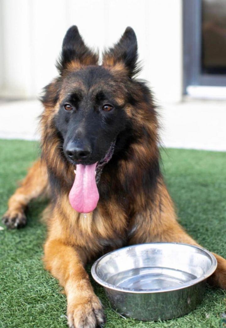 Enlarge Micah, a Adoptable mixed breed in Cypress, TX image 4/13