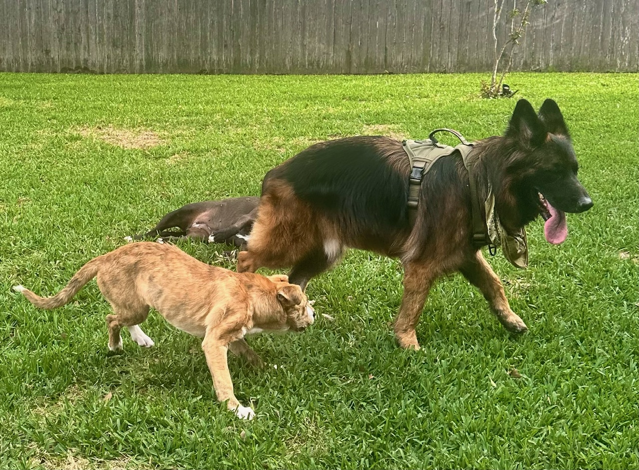 Enlarge Micah, a Adoptable mixed breed in Cypress, TX image 5/13