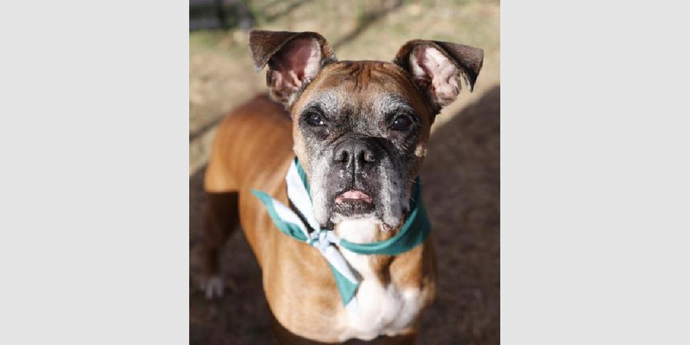 Sarabeth - Silver Heart, Adoptable, Senior Female Boxer.