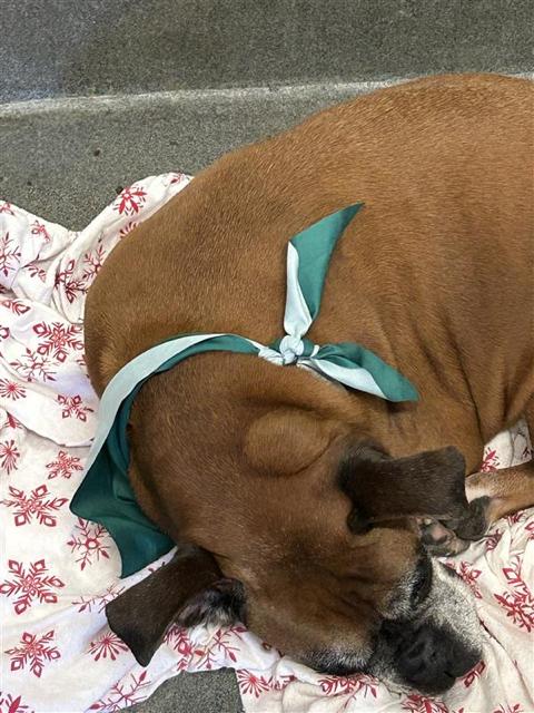 Sarabeth - Silver Heart, a Adoptable Boxer in Hewitt, TX image 2/2