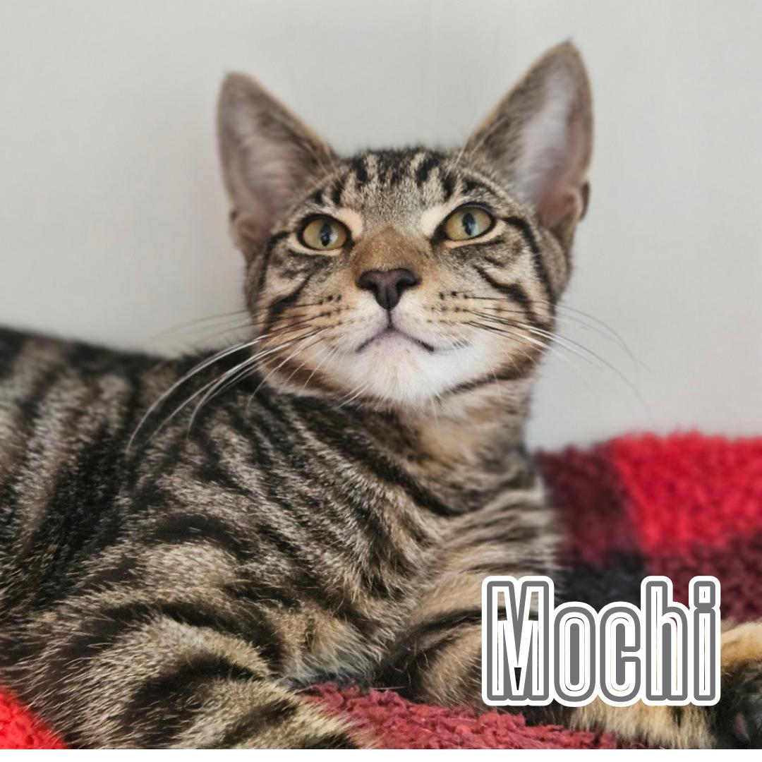 Mochi & Wonton – Playful, Loving Duo