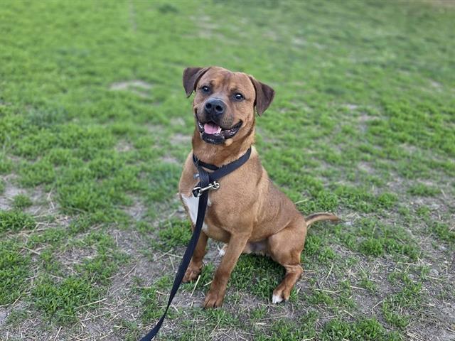 ZANE, Adoptable, Adult Male Boxer & Mixed Breed.