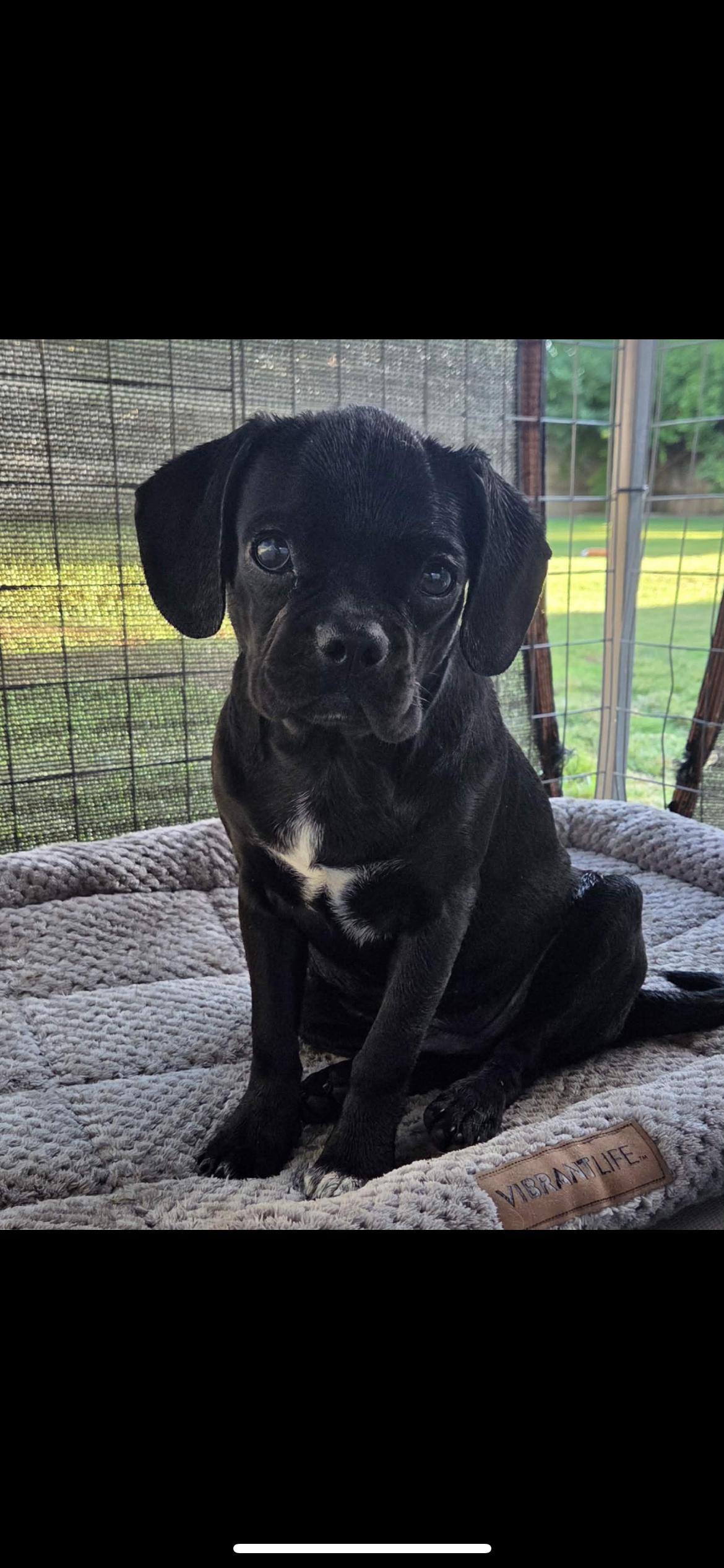 Chugg Muffin, Adoptable, Puppy Female Pug & Puggle.