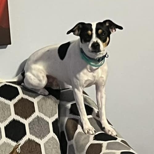 Enlarge Rocky Cannoli, a ADOPTABLE mixed breed in Racine, WI image 2/3