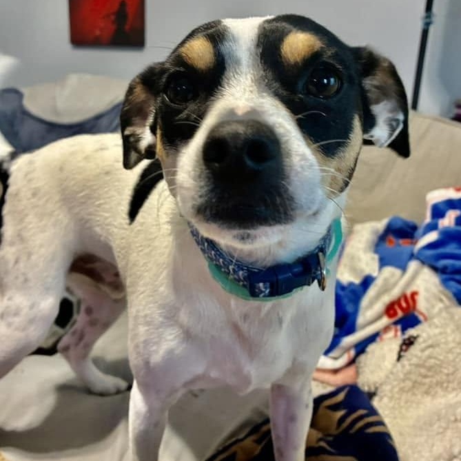 Enlarge Rocky Cannoli, a ADOPTABLE mixed breed in Racine, WI image 6/6